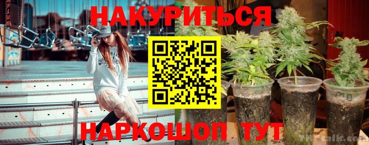 Каннабис сатива Камышин
